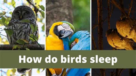 Do birds sleep better in the dark?