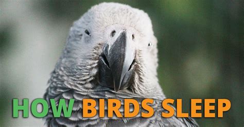 Do birds sleep like humans?