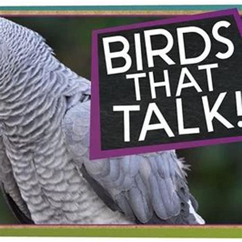 Do birds speak to us?
