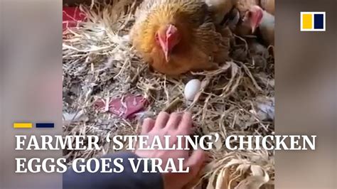 Do birds steal chicken eggs?