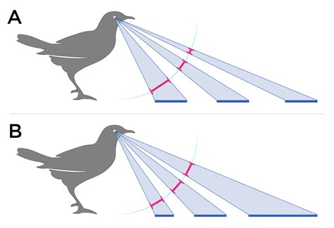Do birds understand eye contact?
