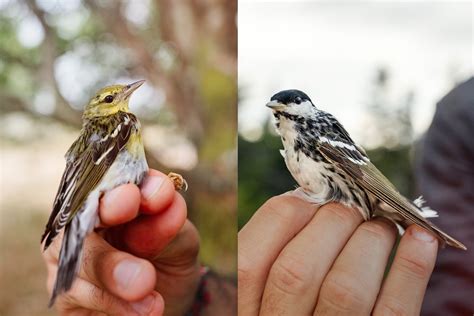 Do birds understand human language?