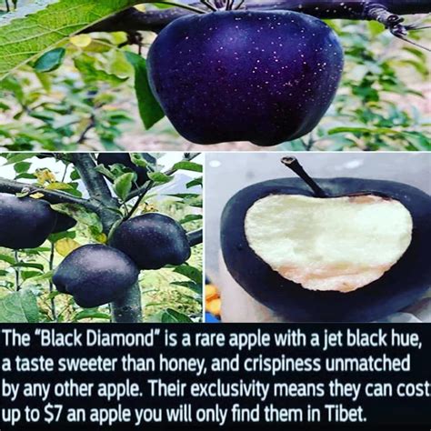 Do black apples exist?