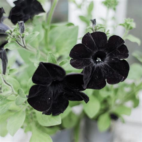 Do black flowers mean anything?