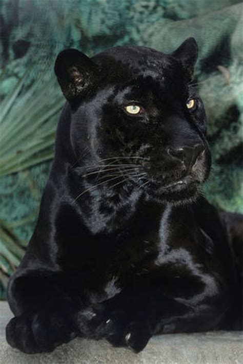 Do black jaguars exist?
