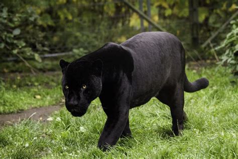 Do black panthers exist?