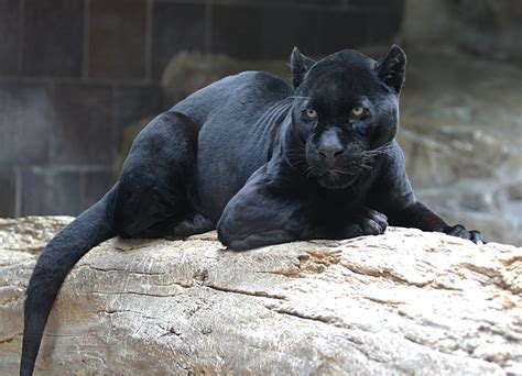 Do black pumas exist?