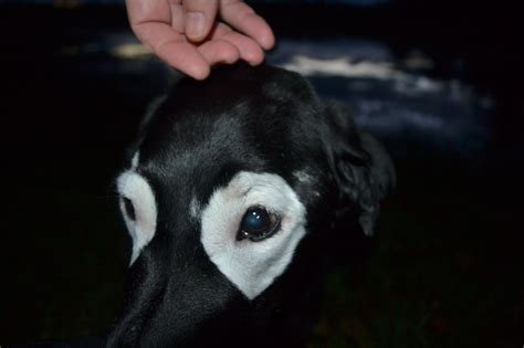 Do black puppies turn white?