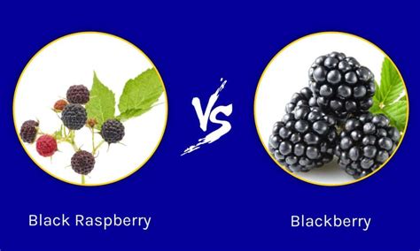 Do blackberries taste different than raspberries?