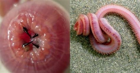 Do bloodworms have eyes?