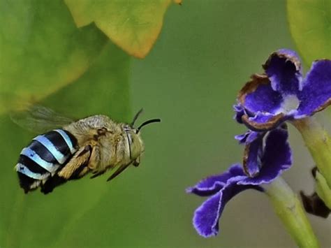 Do blue bees exist?