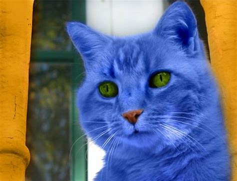 Do blue cats exist?