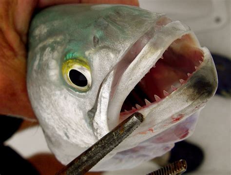 Do blue fish have teeth?