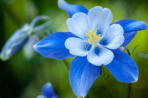 Do blue flowers exist?