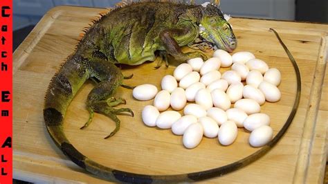 Do blue iguanas lay eggs?