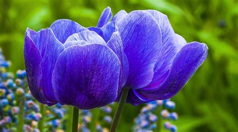 Do blue tulips exist?