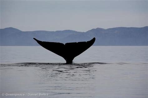 Do blue whales still exist?
