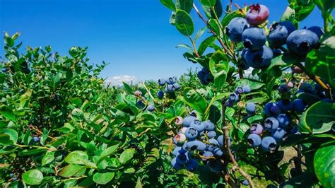 Do blueberries grow in Ukraine?