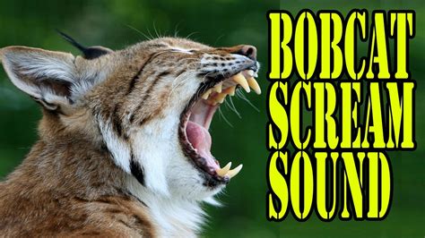 Do bobcats scream?
