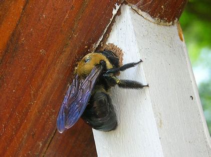 Do both male and female carpenter bees drill holes?