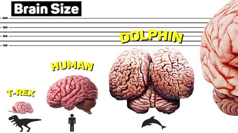 Do brain sizes matter?