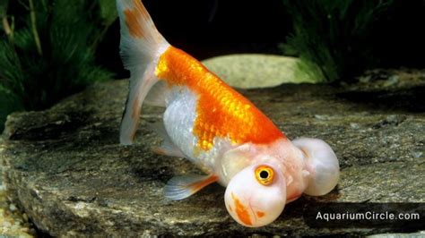 Do bubble eye goldfish need a heater?