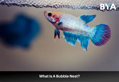 Do bubbles mean my betta is happy?