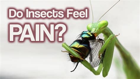 Do bugs feel pain?