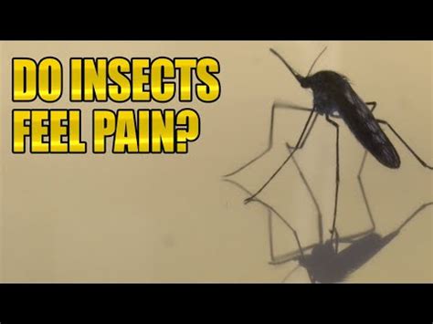 Do bugs feel pain when you squish them?