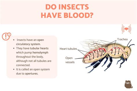 Do bugs have blood?