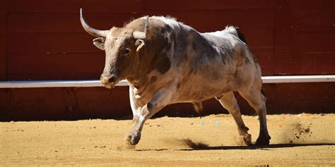 Do bulls get angry easily?