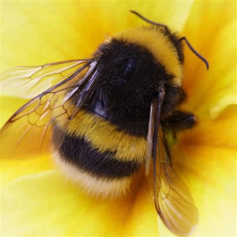 Do bumble bees like garlic?
