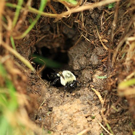 Do bumble bees sleep in the ground?