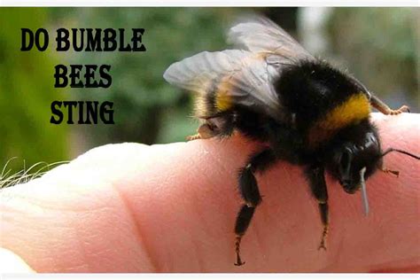 Do bumble bees sting you?