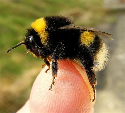Do bumblebees enjoy being pet?