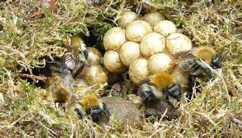 Do bumblebees reuse nests?