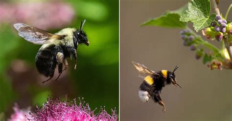 Do bumblebees sting?
