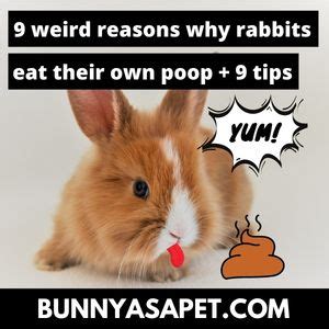 Do bunnies control their poop?