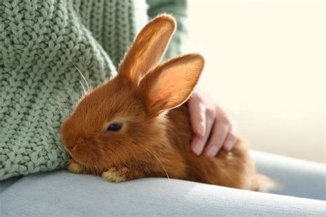 Do bunnies enjoy being pet?