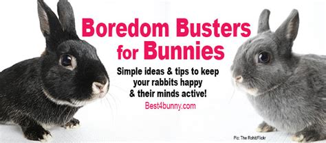 Do bunnies get bored?