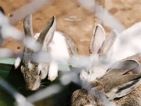 Do bunnies know when to stop drinking water?