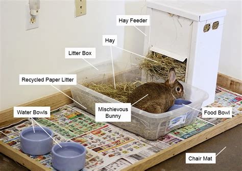 Do bunnies like a clean cage?
