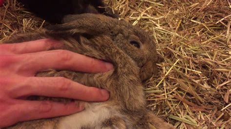 Do bunnies like back rubs?