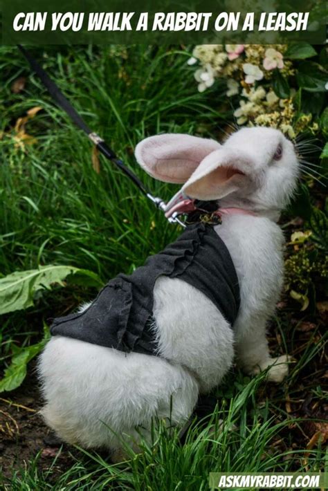 Do bunnies like being walked?