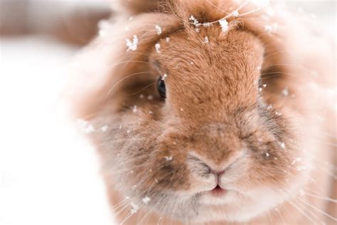 Do bunnies like cool air?