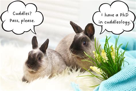 Do bunnies like fresh air?