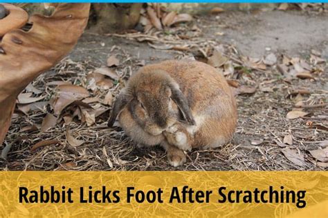 Do bunnies like their feet touched?