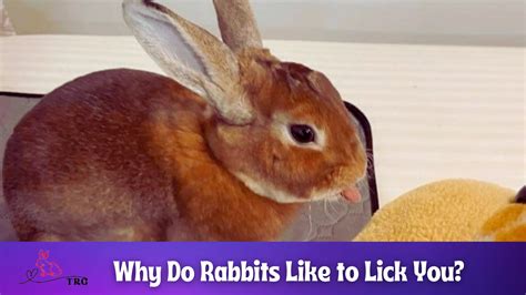 Do bunnies like to lick?