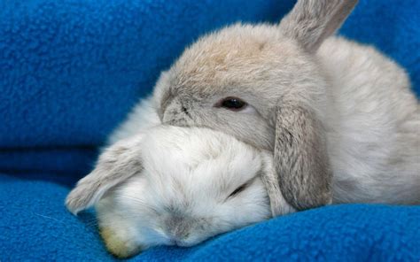 Do bunnies love to sleep?