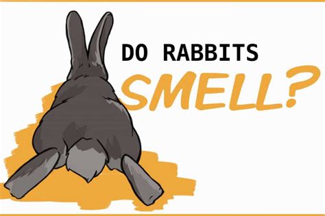 Do bunnies spray like cats?